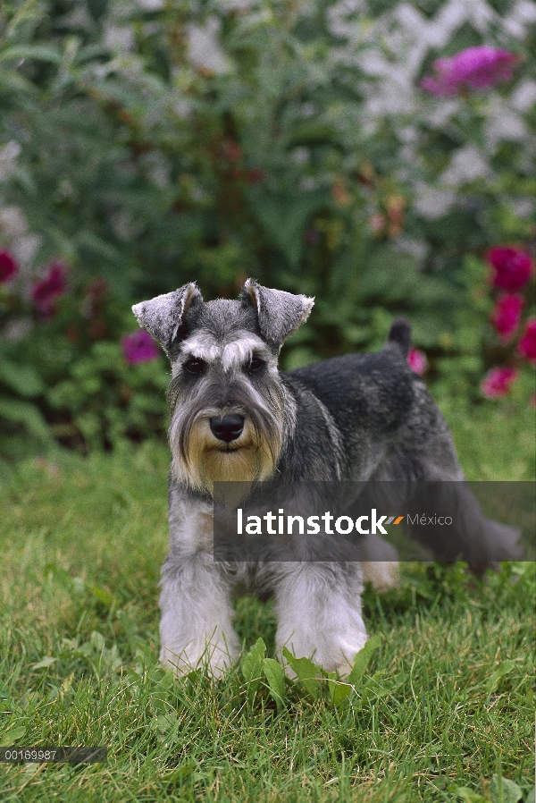 Schnauzer miniatura (Canis familiaris) retrato con orejas naturales