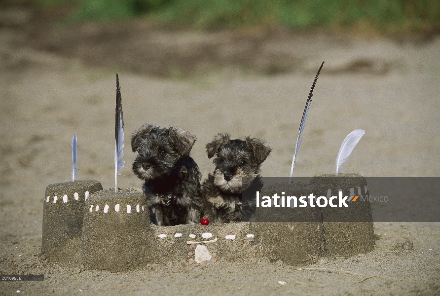 Schnauzer miniatura (Canis familiaris) par de cachorros con Castillo de arena