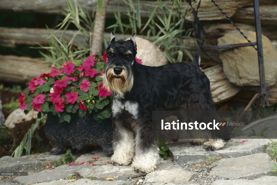 Permanente adultos Schnauzer miniatura (Canis familiaris) en la trayectoria del jardín