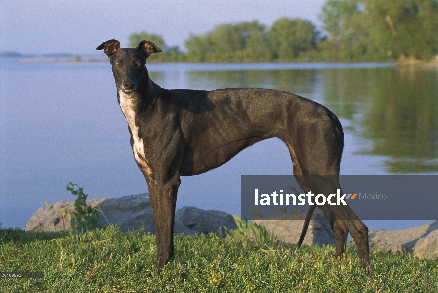 Galgo (Canis familiaris) hembra en lakeside