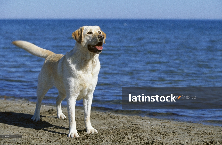 Perro perdiguero de Labrador amarillo (Canis familiaris) en a orillas del lago