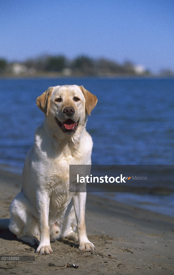 Perro perdiguero de Labrador amarillo (Canis familiaris) en a orillas del lago