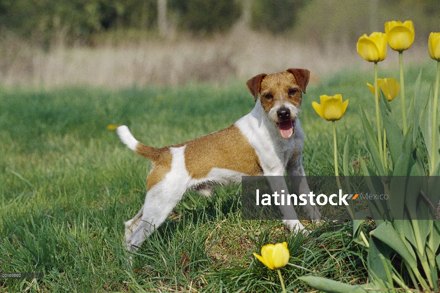 Jack Russell Terrier (Canis familiaris) o cachorro Parson Russell Terrier con tulipanes