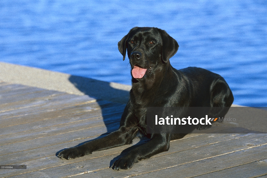 Negro perro perdiguero de Labrador (Canis familiaris) adulto reclinado en pasarela