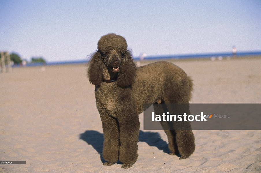 Estándar retrato del Caniche (Canis familiaris) en la playa