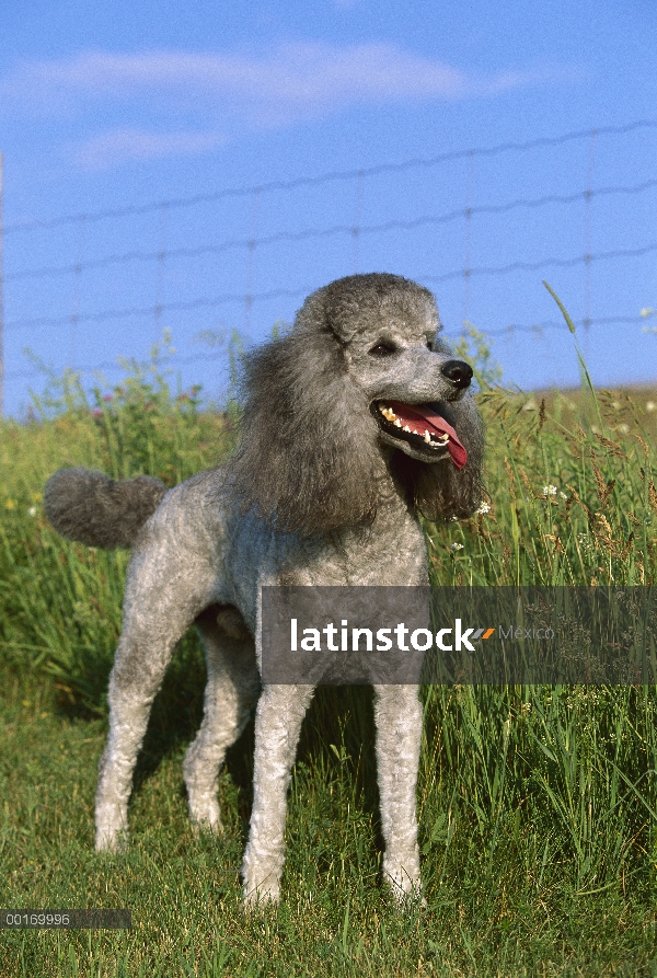 Retrato de caniche (Canis familiaris) estándar de adulto gris