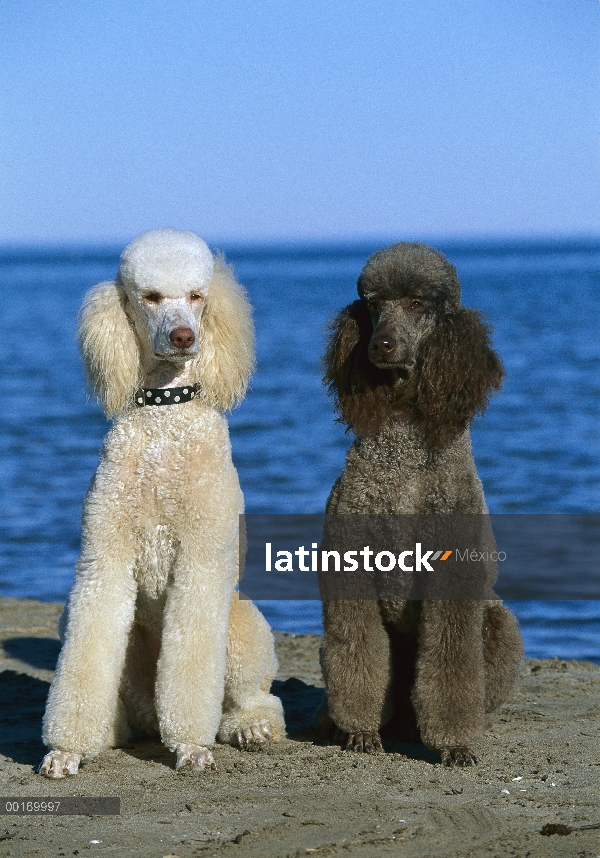 Retrato de caniche (Canis familiaris) estándar de adultos blancos y negros en la playa