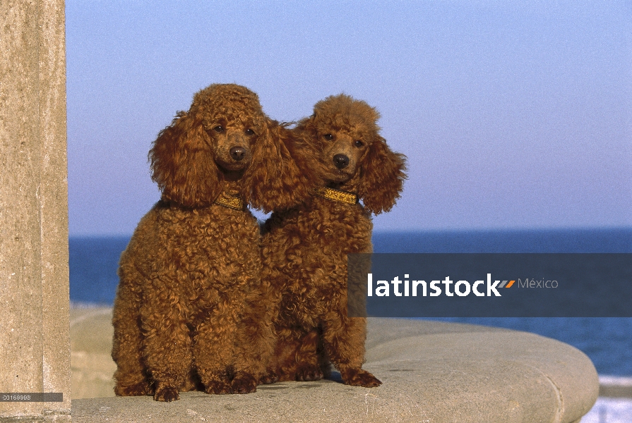 Retrato en miniatura Poodle (Canis familiaris) de la sesión de pareja