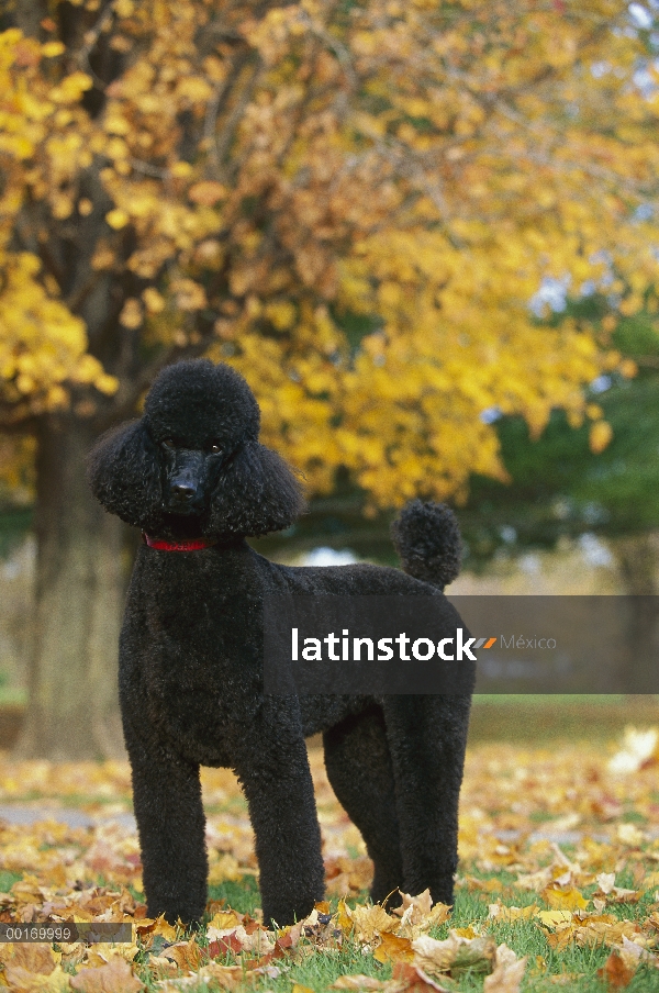 Negro estándar Poodle (Canis familiaris) adulto en otoño las hojas