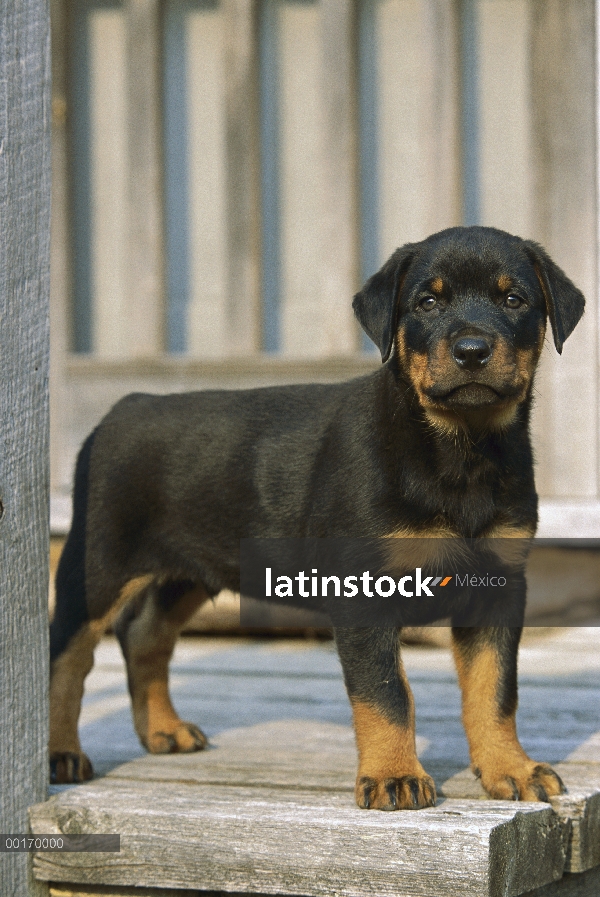 Pie de cachorro Rottweiler (Canis familiaris) en la cubierta