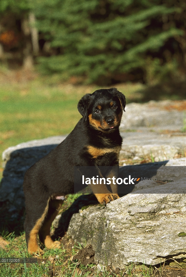 Cachorro de Rottweiler (Canis familiaris) se recuesta sobre las rocas