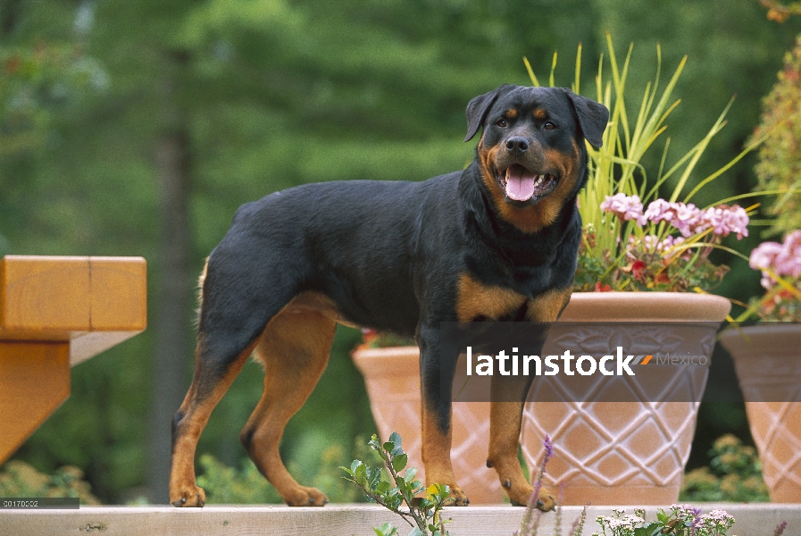 Pie adulto Rottweiler (Canis familiaris) en la cubierta