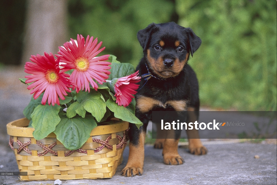 Situación de cachorro de Rottweiler (Canis familiaris) al lado de la canasta de gerberas