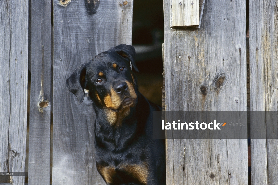 Rottweiler (Canis familiaris) adulto con mirada curiosa