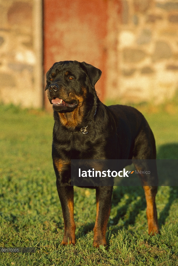 Alerta permanente adulto Rottweiler (Canis familiaris) en césped