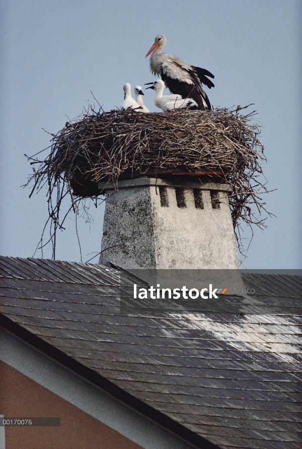 Cigüeña blanca (Ciconia ciconia) y pollos anidan en una azotea, Illmitz, Austria