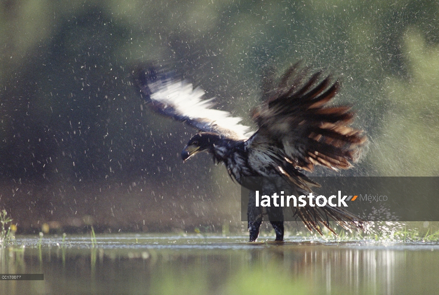 Baño juvenil de águila calva (Haliaeetus leucocephalus) en river, British Columbia, Canadá