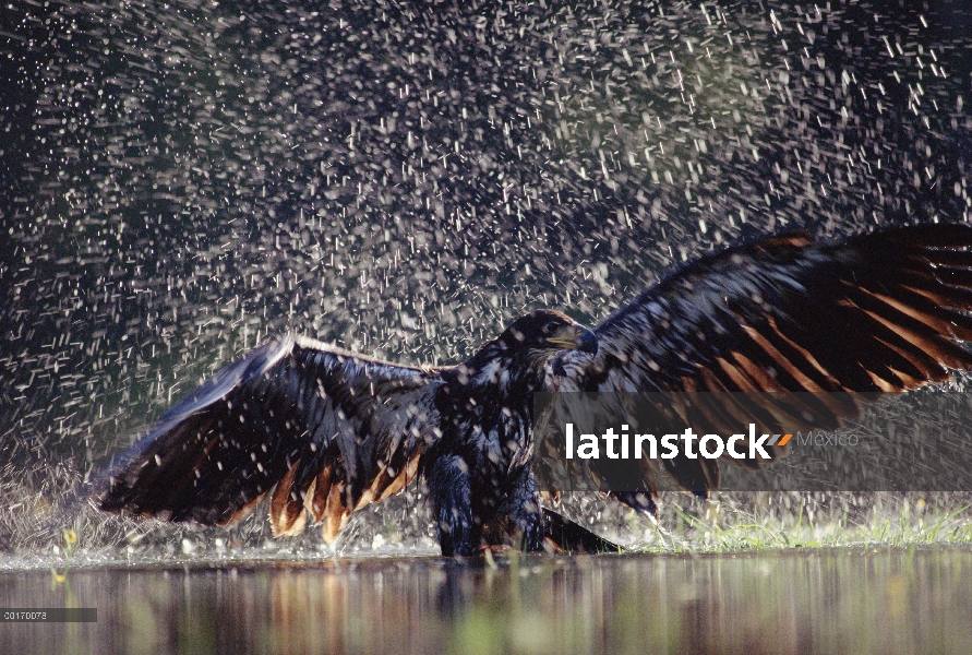 Baño juvenil de águila calva (Haliaeetus leucocephalus) en river, British Columbia, Canadá