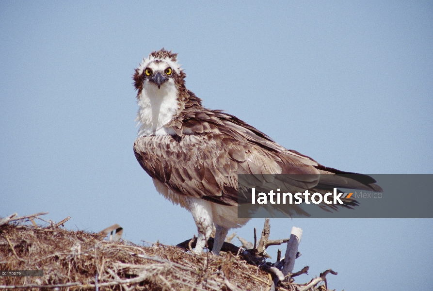 Adulto de águila pescadora (Pandion haliaetus) percha en el nido, Baja California, México