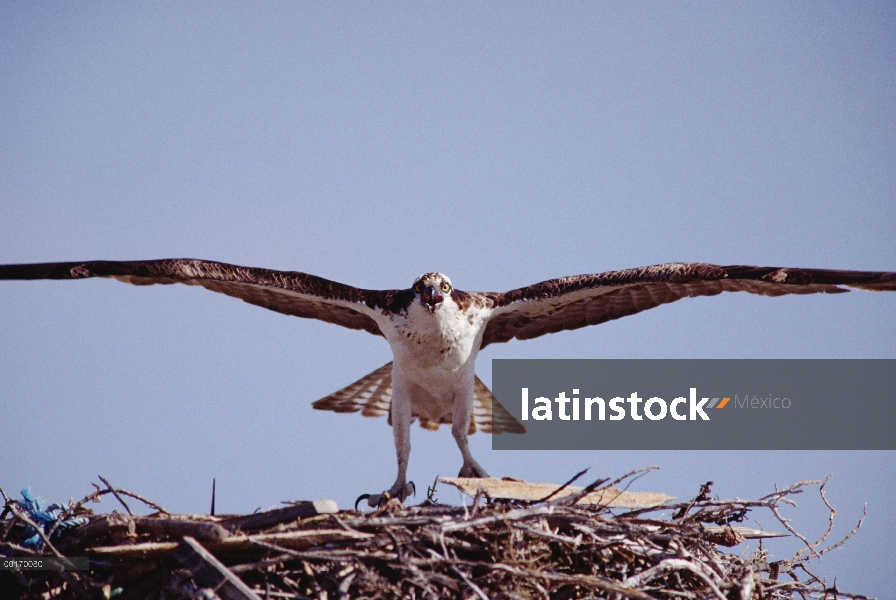 Adulto de águila pescadora (Pandion haliaetus) en el nido, Baja California, México