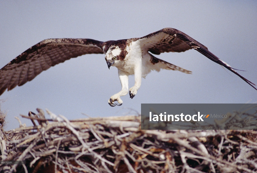 Adulto de águila pescadora (Pandion haliaetus) en el nido, Baja California, México