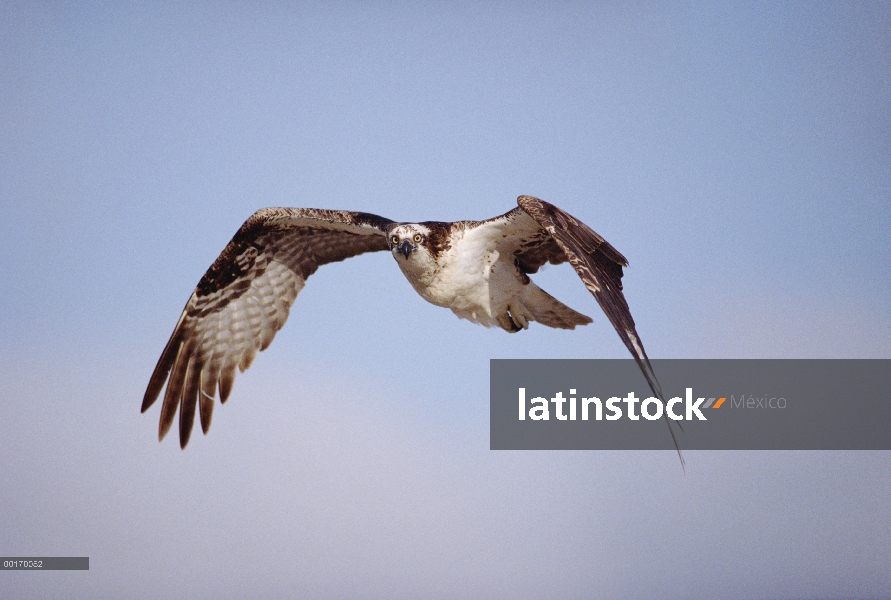 Adulto de águila pescadora (Pandion haliaetus) vuela, Baja California, México