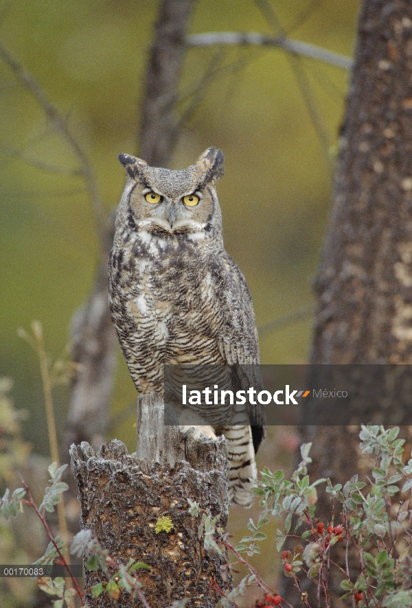 Great Horned Owl (Bubo virginianus) adulto percha en árboles, América del norte