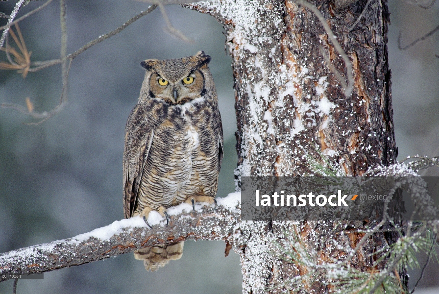 Adulto de Great Horned Owl (Bubo virginianus) perchado en un árbol cubierto de nieve, Columbia Britá