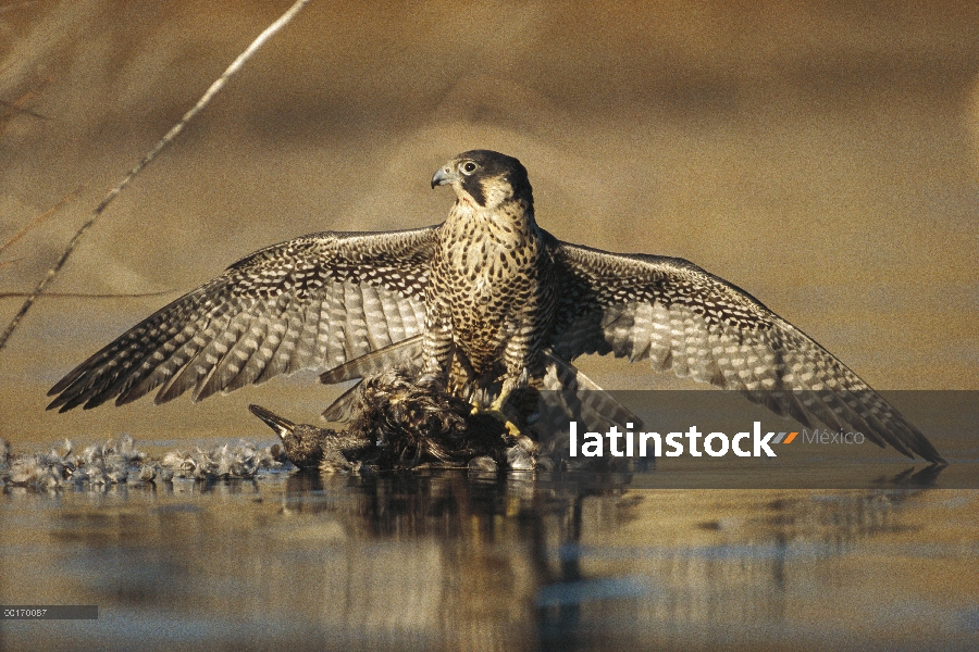 Halcón peregrino (Falco peregrinus) en permanente actitud protectora sobre pato caído, América del n