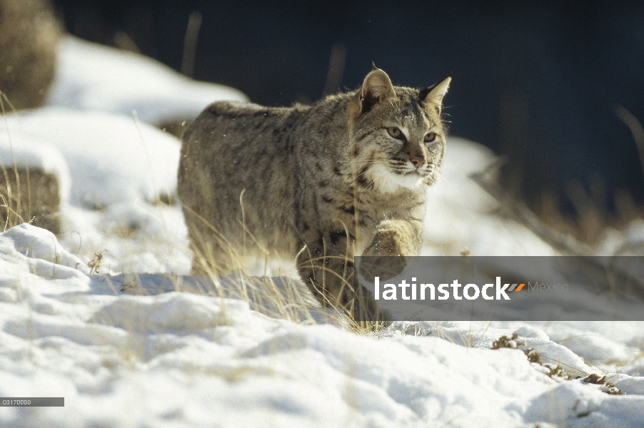 Bobcat (Lynx rufus) corriendo por la nieve, Montana