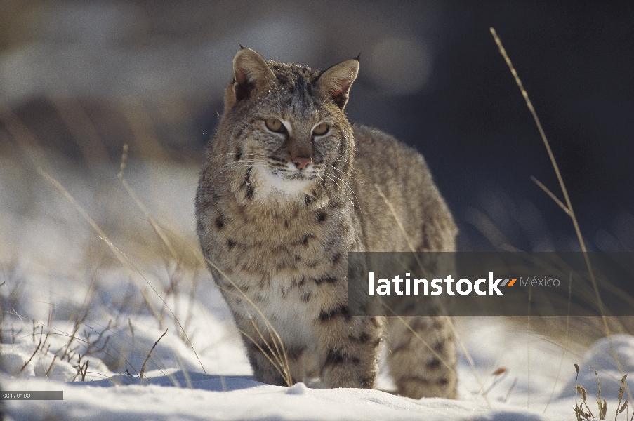 Bobcat (Lynx rufus) en nieve, Montana