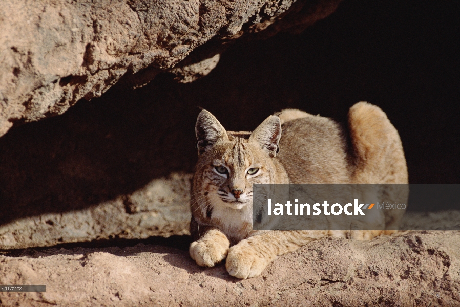 Adulto de Bobcat (Lynx rufus) descansa sobre cornisa de roca, América del norte