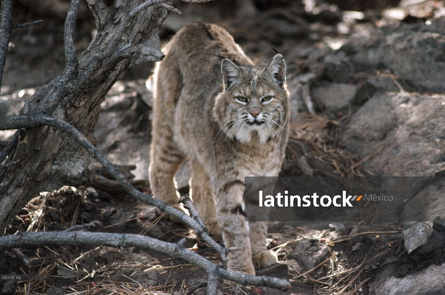 Retrato de adulto Bobcat (Lynx rufus), Montana