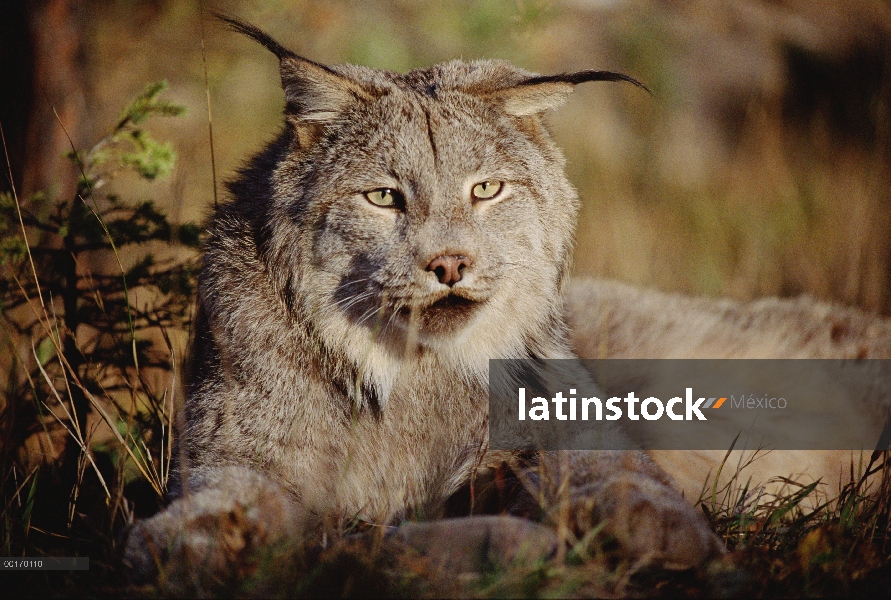 Retrato de adultos lince del Canadá (Lynx canadensis), América del norte