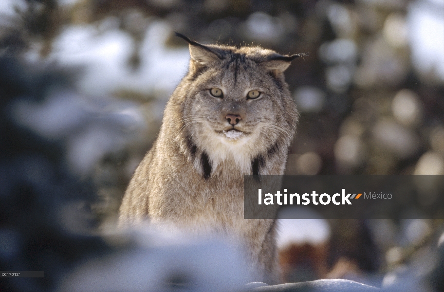 Adulto alerta lince del Canadá (Lynx canadensis) en la nieve, Montana