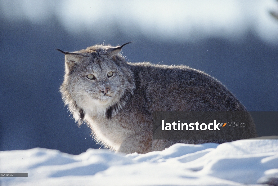 Retrato de adultos lince del Canadá (Lynx canadensis) en nieve, Montana