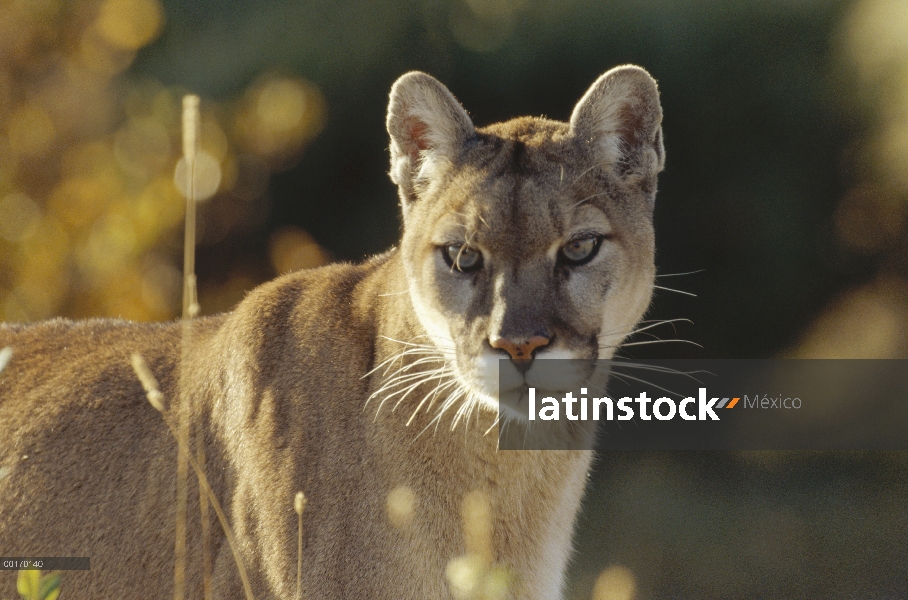 Retrato de adultos León de montaña (Puma concolor), América del norte