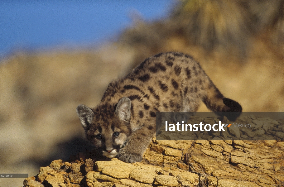 León de montaña (Puma concolor) Gatita con pelaje moteado, América del norte