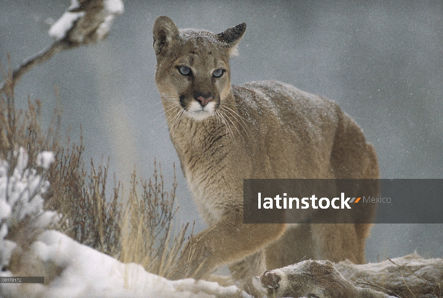 León de montaña (Puma concolor) en Nevada, Estados Unidos de norte