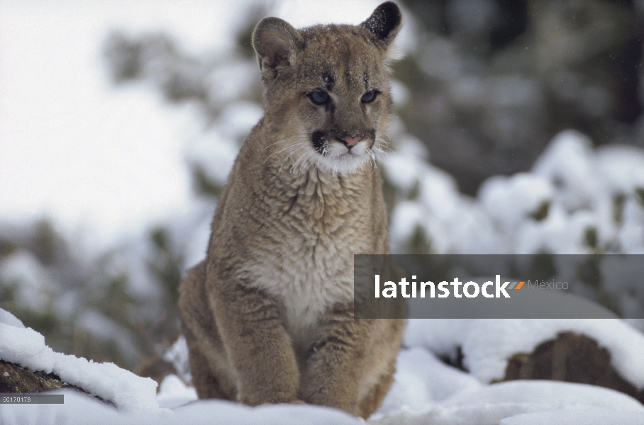 Juvenil del León de montaña (Puma concolor) en nieve, América del norte