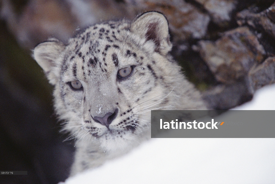 Leopardo de las Nieves (Panthera uncia) retrato adultos en nieve