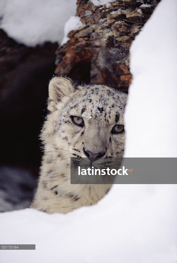 Leopardo de las Nieves (Panthera uncia) adulto, mirando desde detrás de un snowbank