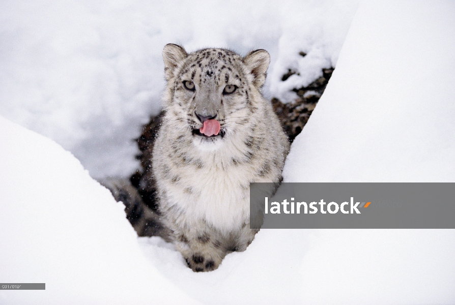 Leopardo de las Nieves (Panthera uncia) retrato adultos en nieve