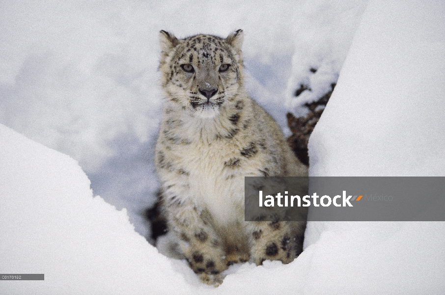 Leopardo de las Nieves (Panthera uncia) en nieve, originario de Asia