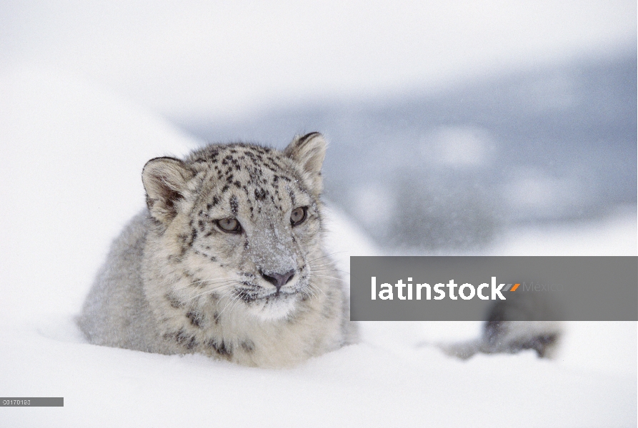 Leopardo de las Nieves (Panthera uncia) retrato adultos en nieve