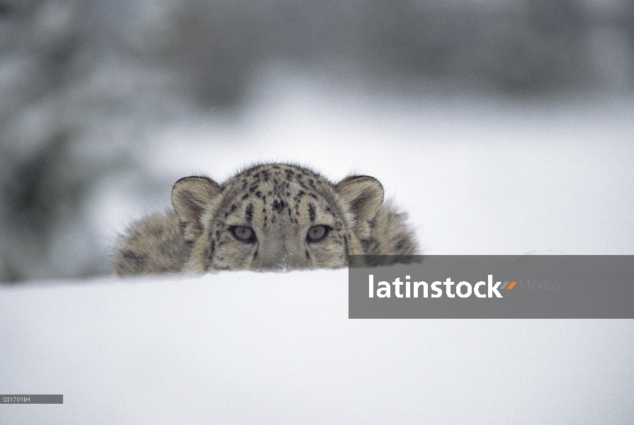 Leopardo de las Nieves (Panthera uncia) mirando desde detrás de un snowbank