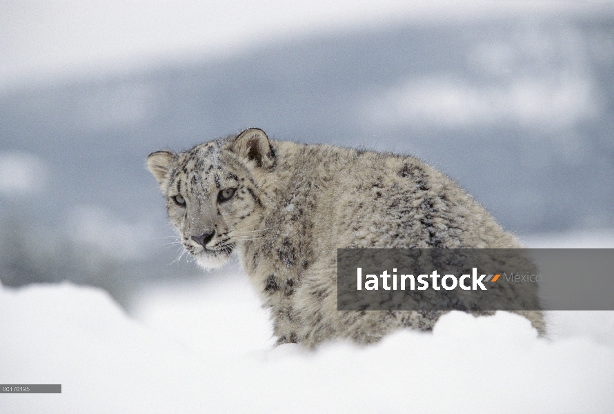 Leopardo de las Nieves (Panthera uncia) retrato adultos en nieve