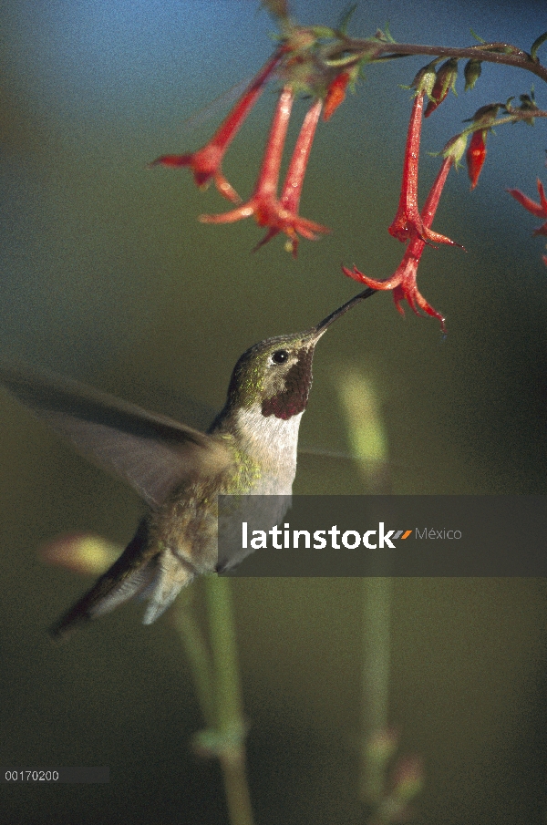 Colibrí de cola ancha (Selasphorus platycercus) alimentándose de flores escarlata Gilia (Ipomopsis a