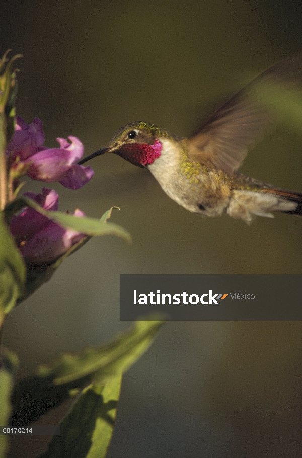 Colibrí de cola ancha (Selasphorus platycercus) alimentándose de flores, Nuevo México