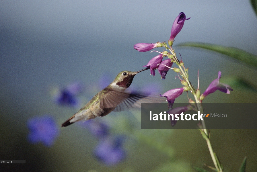 Colibrí de cola ancha (Selasphorus platycercus) alimentándose de flores, Nuevo México